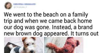 20+ Pet Stories Their Owners Just Had to Share With Us
