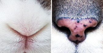 Quiz: Try to Guess These 15 Animals by Their Cute Noses