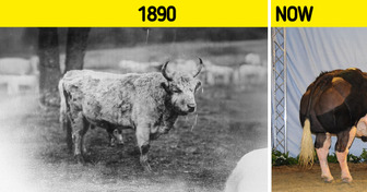10 Farm Animals Humans Turned Into Totally Different Creatures