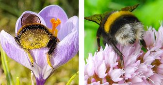 Tired Bumblebees Fall Asleep Inside Flowers: These Shots Will Show You What an Insect Siesta Looks Like