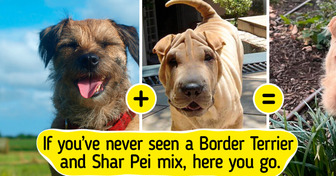 20+ Animals That Are So Adorable, They Should Be Illegal