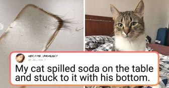 18 Situations That Every Cat Fan is Familiar With