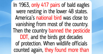 12 American Animals That Came Back, and the Bald Eagle’s Jump From 417 Nesting Pairs