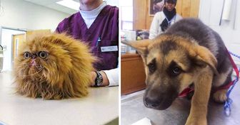 31 Betrayed Pets That Realized They Were Being Taken to the Vet