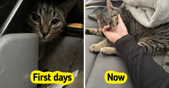 12 Senior Dogs and Cats From an Animal Shelter: a Cat Who Waited 7 Years and a Shepherd Who Got Younger