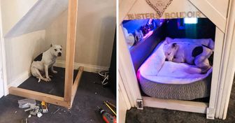 A Man Built a Mini-House for His Dog With Trust Issues to Help Him Feel Safe