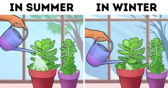 16 Bright Side Readers Shared Their Most Effective Tips to Take Care of Houseplants