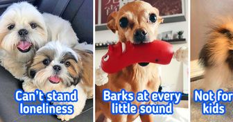 12 Trendy Small Dog Breeds That People Rush to Buy, but Then Give Up On Quickly