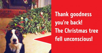 20 Dogs and Cats Who Definitely Failed to Make Friends with the Christmas Tree