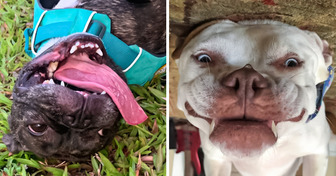 25 Photos of Upside Down Dog Faces