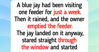12 Backyard Birds Who Became Regulars at the Feeder, and a Blue Jay Who Wanted a Refill