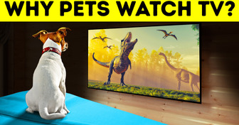Do Dogs and Cats Really Watch TV