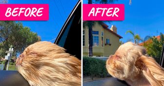 17 Pets Who Found Their True Selves After a Haircut