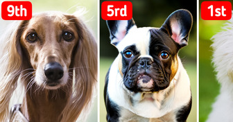 10 Low-Maintenance Dog Breeds That Are Perfect for Seniors