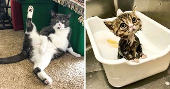 30 Photos Proving That Cats Are the Cutest Things on Earth (New Pics)