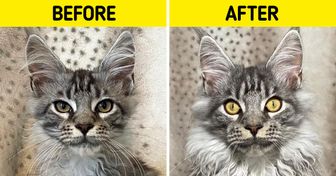 15 Makeovers of Pets Who’ve Been Rescued and Experienced the Love and Warmth of a Home