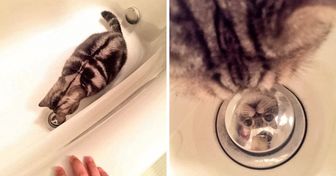 25+ Animals Who Are Born Mood Makers