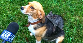 A Beagle Mama Adopted a Baby Possum and Proved That Love Prevails in All Species