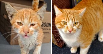 15 Amazing Transformations of Animals Before and After Finding Their Forever Homes