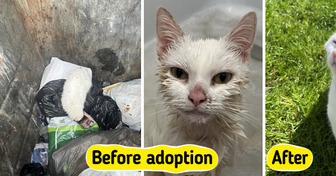 A Cute Rescue Cat Found in a Trash Bin After Heavy Rain Finds Love, a Forever Happy Home, and a Second Chance Outside the Animal Shelter Experience