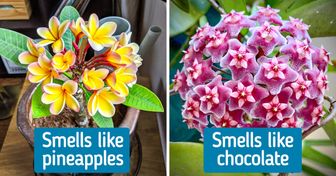 13 Fragrant Indoor Plants That’ll Make Your Home Smell Like Heaven