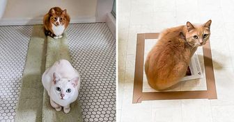 20+ Reddit Users Wanted to Know If Cat Traps Worked and Got an Immediate Answer