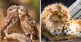 20 Animal Couples That Prove Love Does Exist