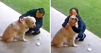 Golden Retriever’s Reaction Melts Hearts After Being Left Last at Day Care