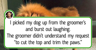 20 Owners Who Didn’t Recognize Their Pets After Grooming