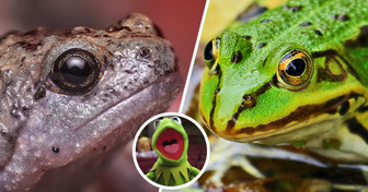 “Girls Get It,” Female Frogs Fake Death to Avoid Male Attention, According to Research