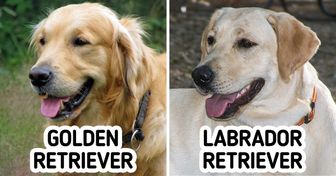 11 Pairs of Dog Breeds That Even an Avid Dog Person Might Confuse
