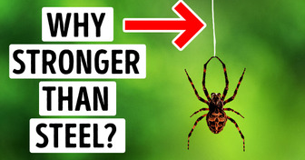 Spider Silk Is So Strong It Could Stop a Plane