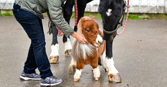 Meet Pumuckl, the Smallest Horse in the World Who You Could Easily Carry in Your Hands