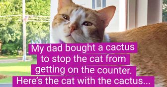 19 People That Just Wanted to Get a Cat but Didn’t Think About the Consequences