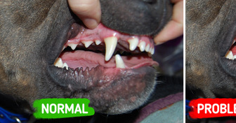 11 Surprising Signs That Your Dog Is Sick That You Might Be Missing