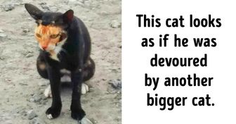 20+ Cats and Dogs That Are So Special, They’re Truly One of a Kind