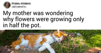 17 Cats Who Think They’re the Kings and Queens of the Universe, and We Don’t Even Dare to Protest