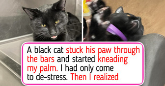 12 Black Cats Who Finally Got Picked at the Shelter, From a Kitten Who Waited Half His Life to One Who Reached Through the Bars