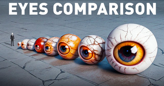 Eye Size Comparison: The Weirdest Eyes in the Animal Kingdom