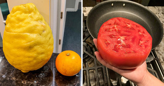 15+ Enormous Things That Make You Want to Look Again
