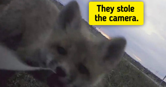 9 Backyard Trail Cams That Caught Night Visitors, Including Foxes That Stole One for Four Days