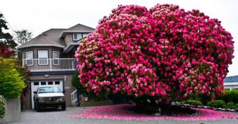 The 10 Most Beautiful Trees in the World
