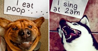 25+ Photos Showing How Naughty Cats and Dogs Confess Their Crimes