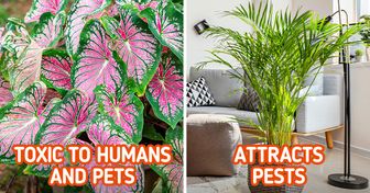 7 Indoor Plants That Can Be Dangerous to Keep at Home