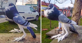 Pigeon With Puffed Chest and Long Legs Is Being Called “Mutant” by Horrified People