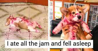 20 Animals Who Shamelessly Committed Their Messy Crimes, and Look Like They Have No Regret