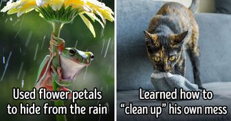 Frogs Climb Flowers to Hide From the Rain, and 6 Other Animals That Solve Their Own Problems