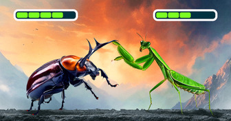 Who Would Win the Title of the Strongest Insect?