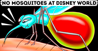 Absolutely Genius Reason Why There Are No Mosquitoes at Disney World