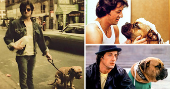 The Story of Sylvester Stallone and His Loyal Dog, Who He Had to Sell for $50 to Meet His Basic Needs